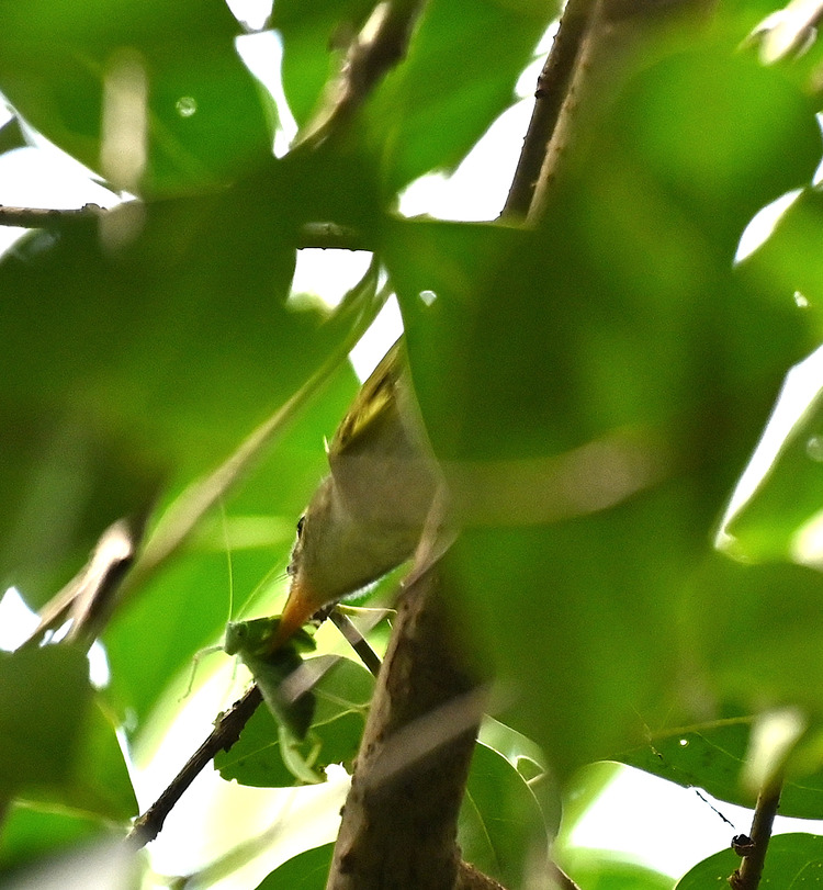 Z6ii1_104548