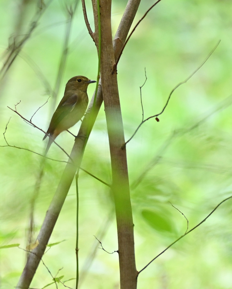 Z6ii1_129987