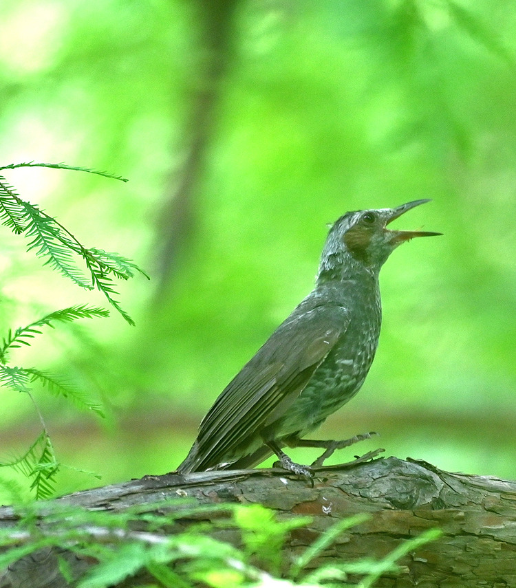 Z6ii1_103010