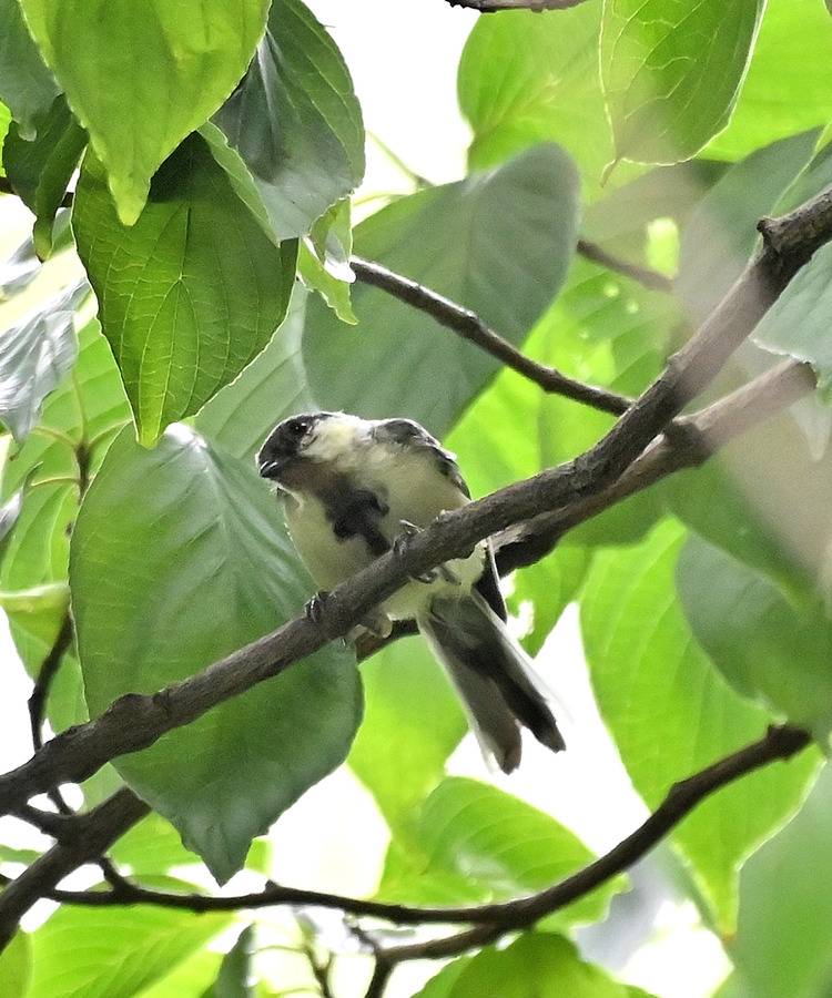 Z6ii1_100570
