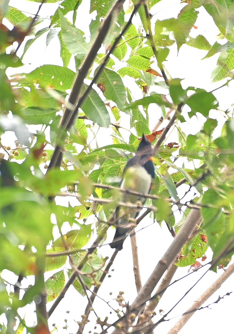 Z6ii1_129291