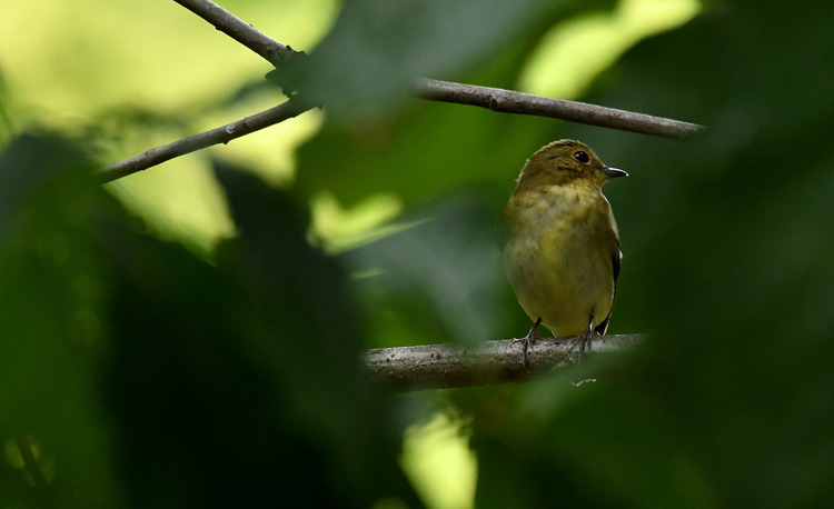 D5003_106063