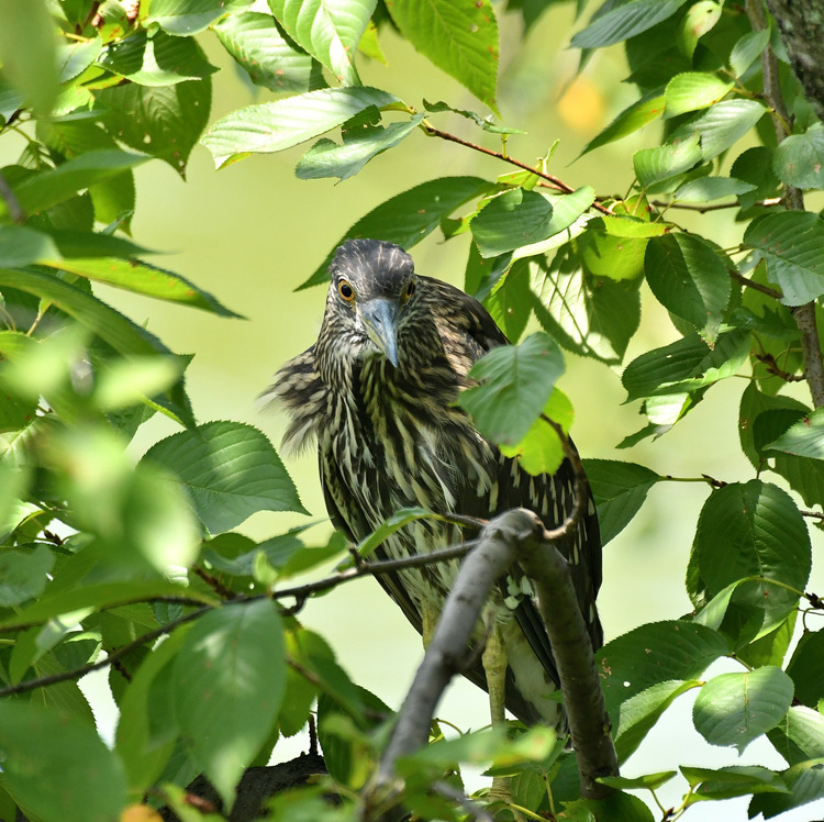 D5003_075844_00