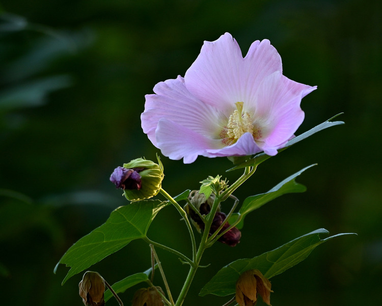 Z6ii1_127729