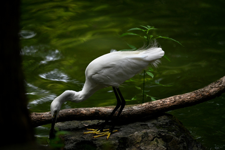 Z6ii1_109286