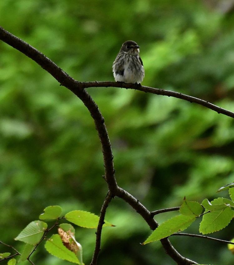 D5003_108273