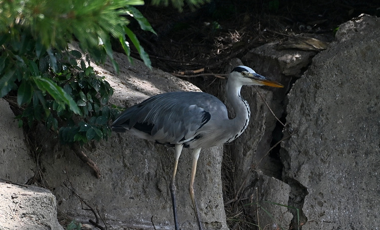 Z6ii1_099422