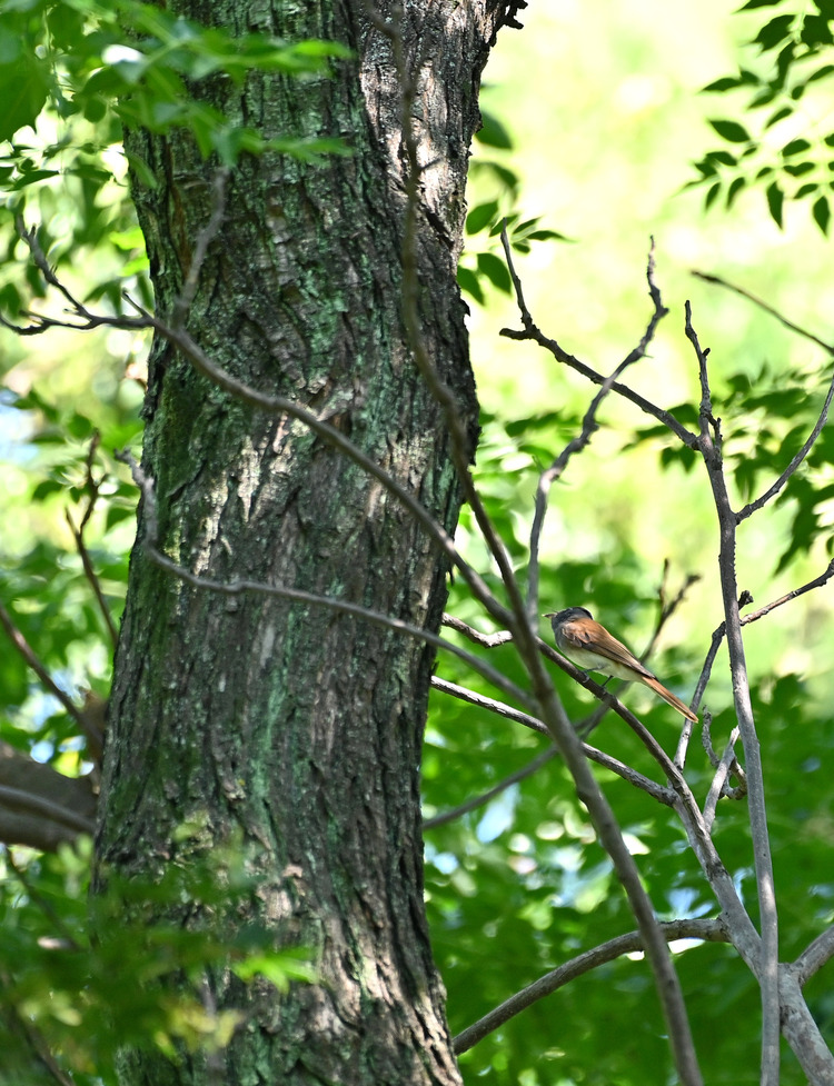 Z6ii1_128369