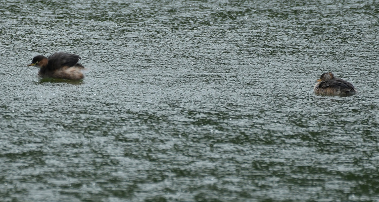 D5003_106595