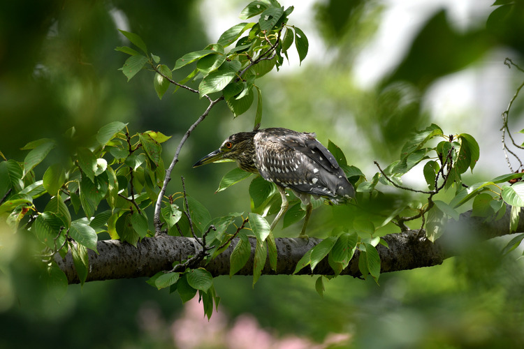 D5003_080682_00