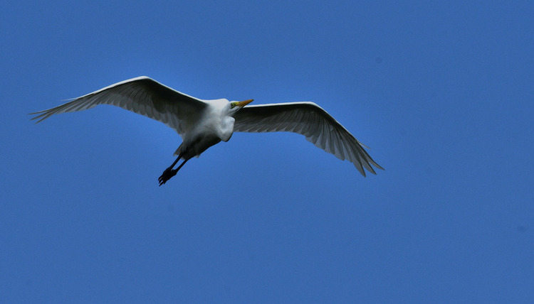 D5003_075565