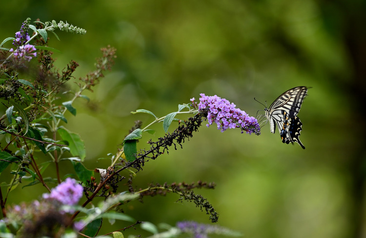 Z6ii1_129639