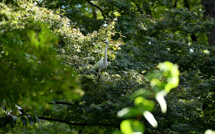 Z6ii1_101552