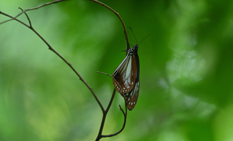 Z6ii1_103294
