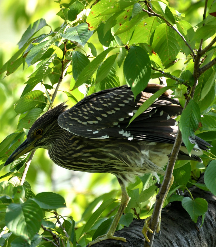 D5003_077037