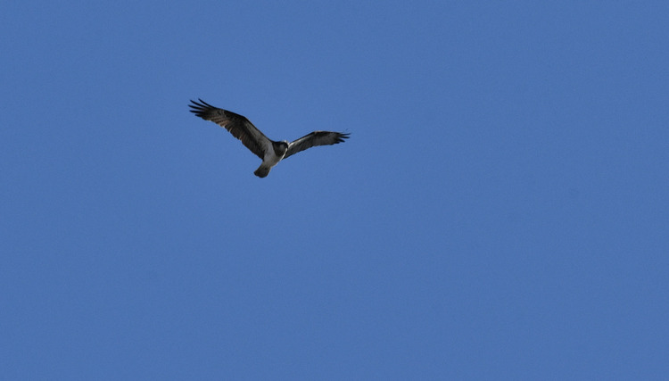 D5003_116672a