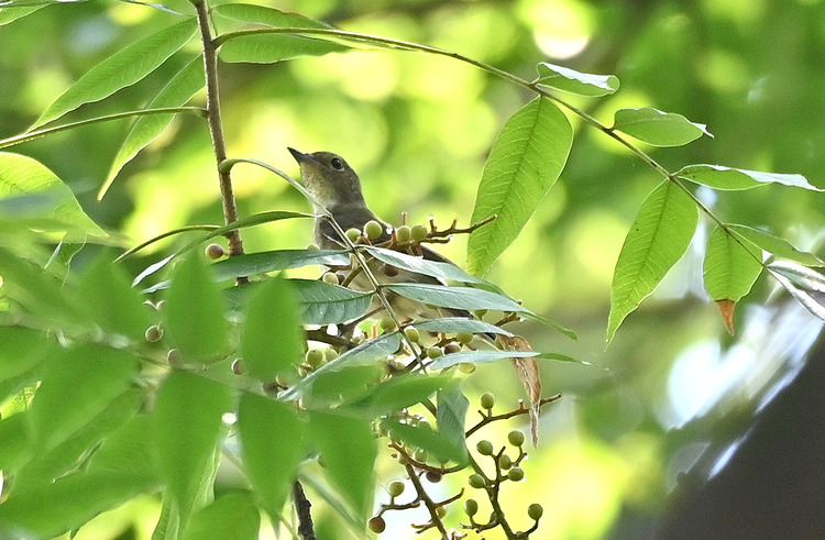 Z6ii1_127650