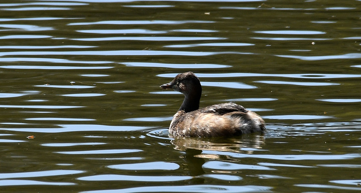 D5003_031503