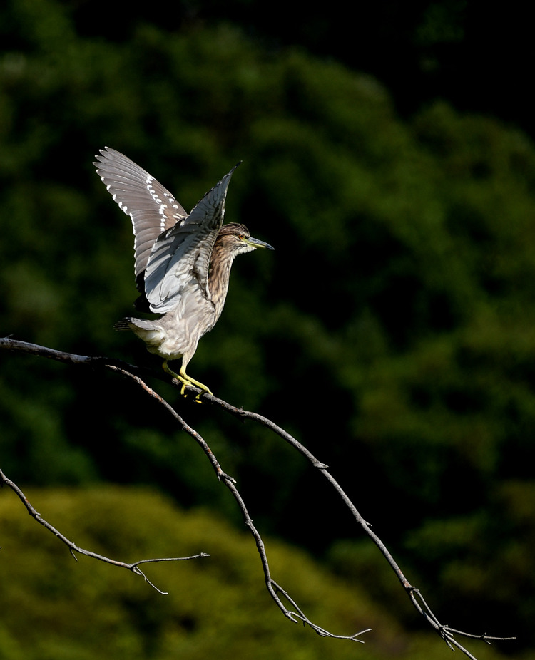 D5003_075085_00