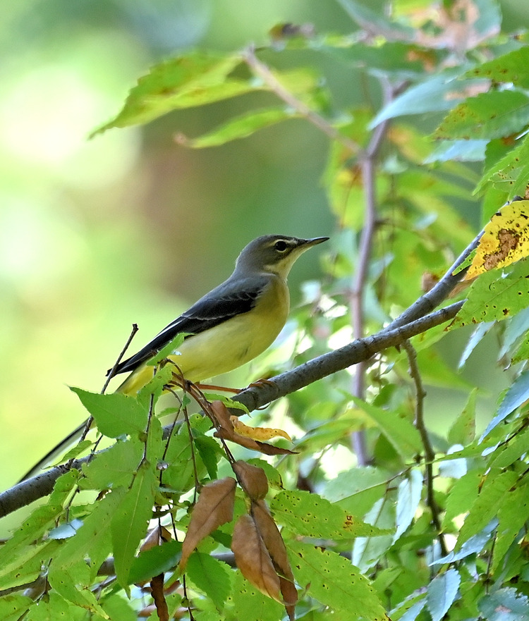 Z6ii1_127225