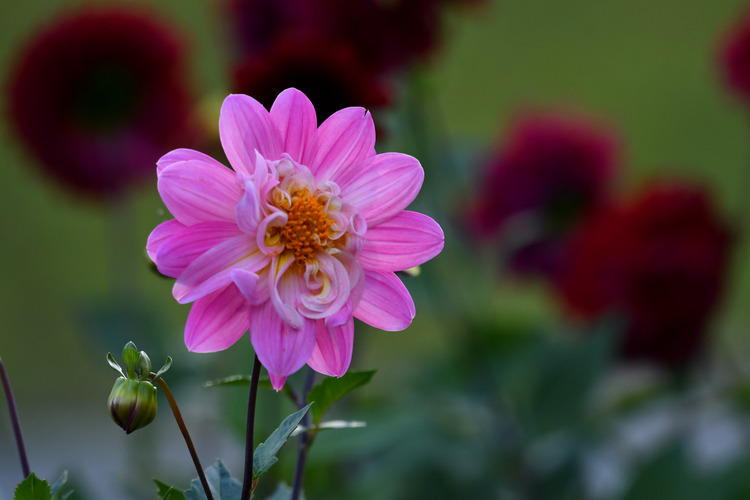 D5003_117391