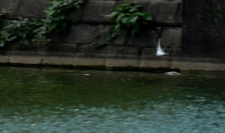 D5003_085360