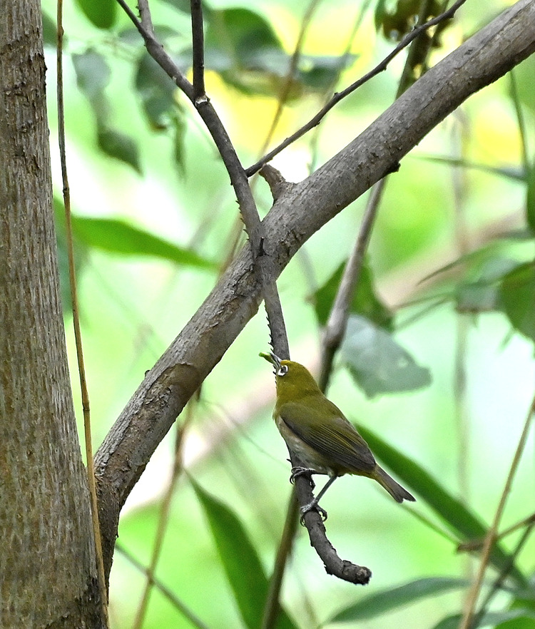 Z6ii1_100588