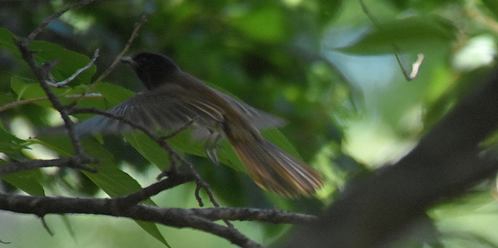 D7.2K3_079059
