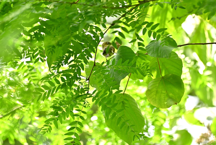 Z6ii1_099431