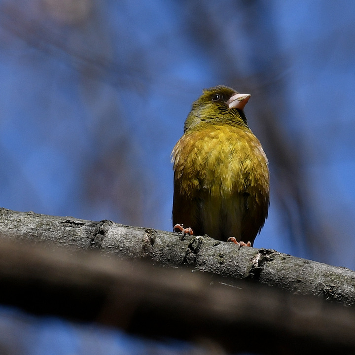 D5003_031516