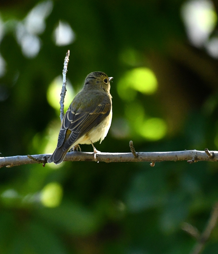 D5003_113804