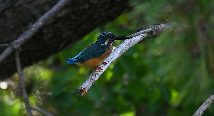 Z6ii1_098614