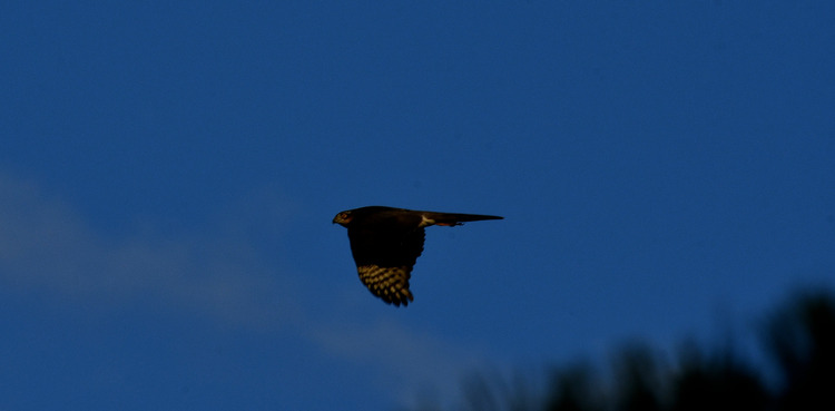 D5003_120317a