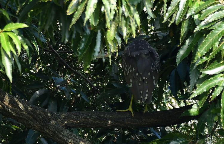 D5003_082394_01