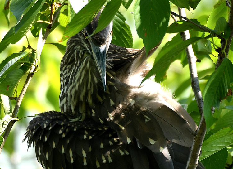 D5003_077136