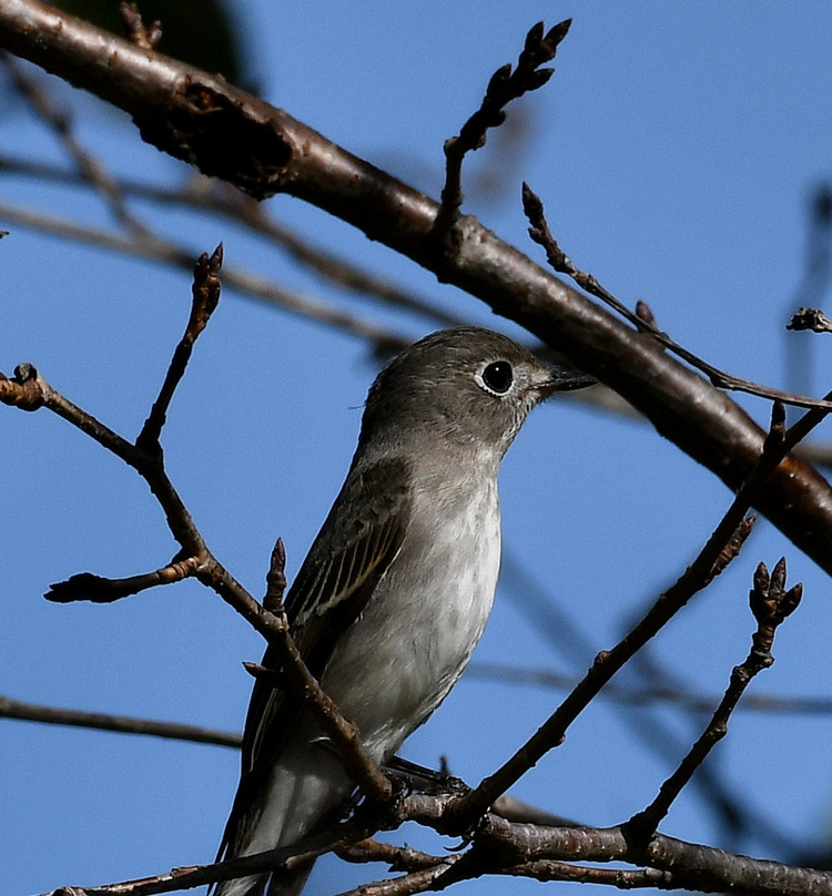 D5003_109909