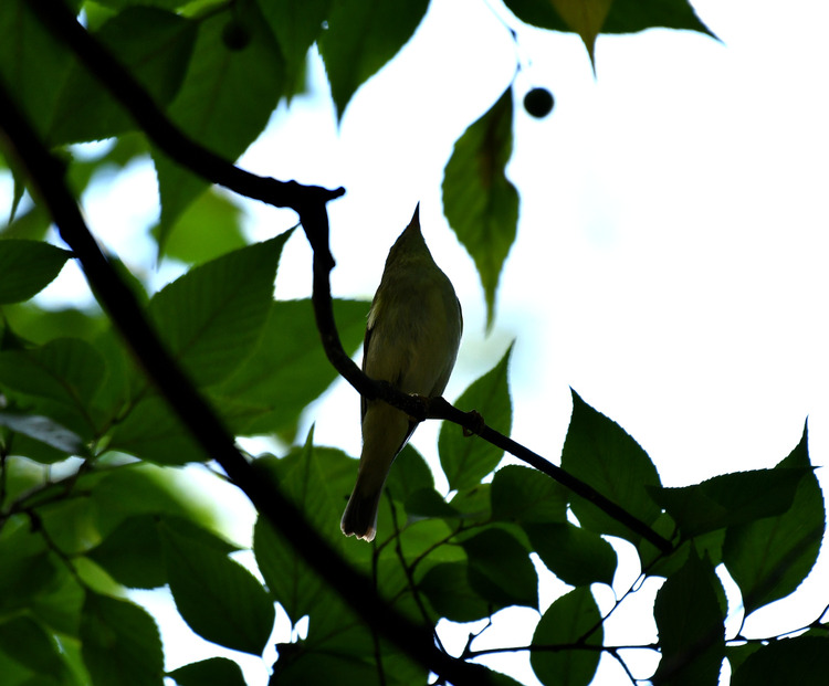 D5003_115565