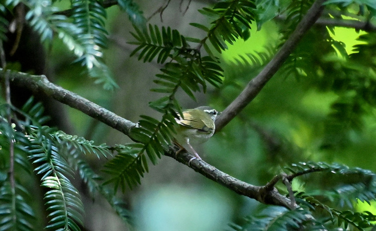 Z6ii1_103760