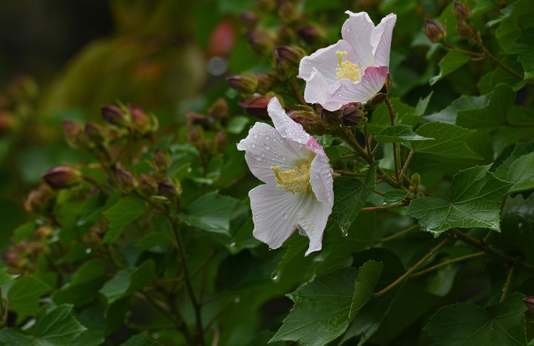Z6ii1_133341