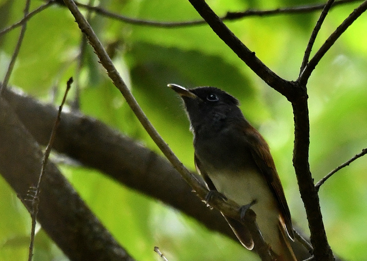 D5003_079560