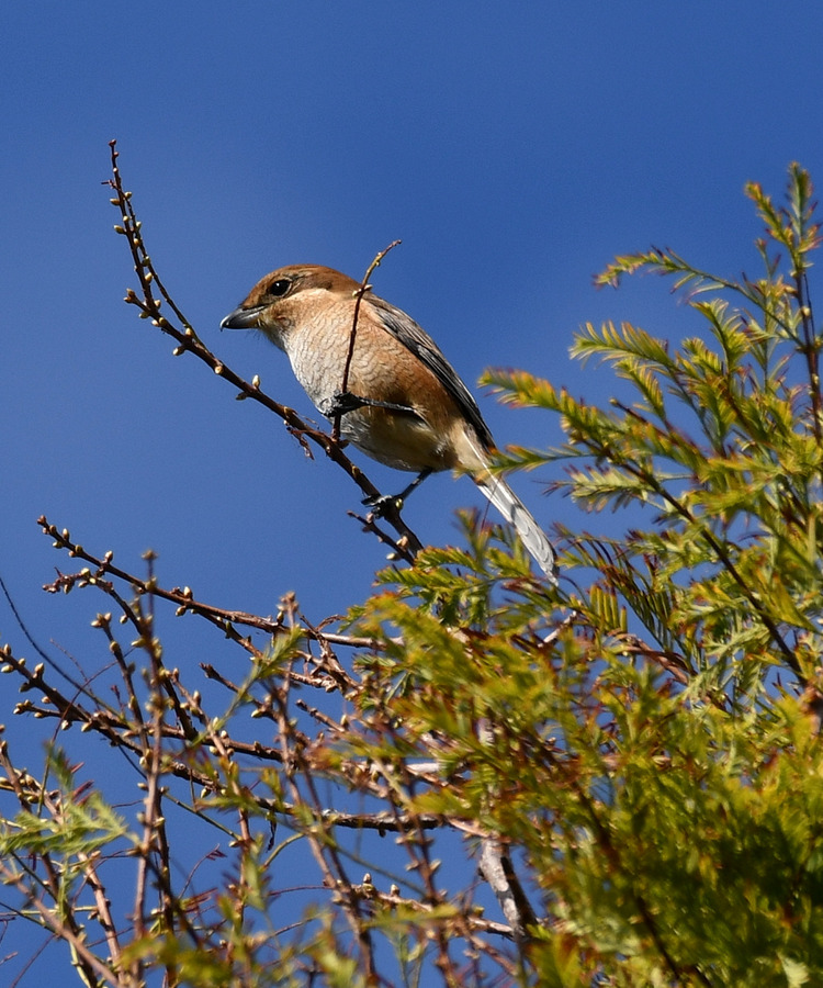 D5003_115260