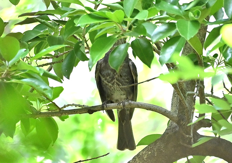 Z6ii1_103000