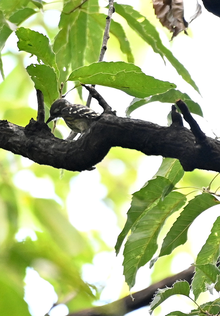 Z6ii1_102758