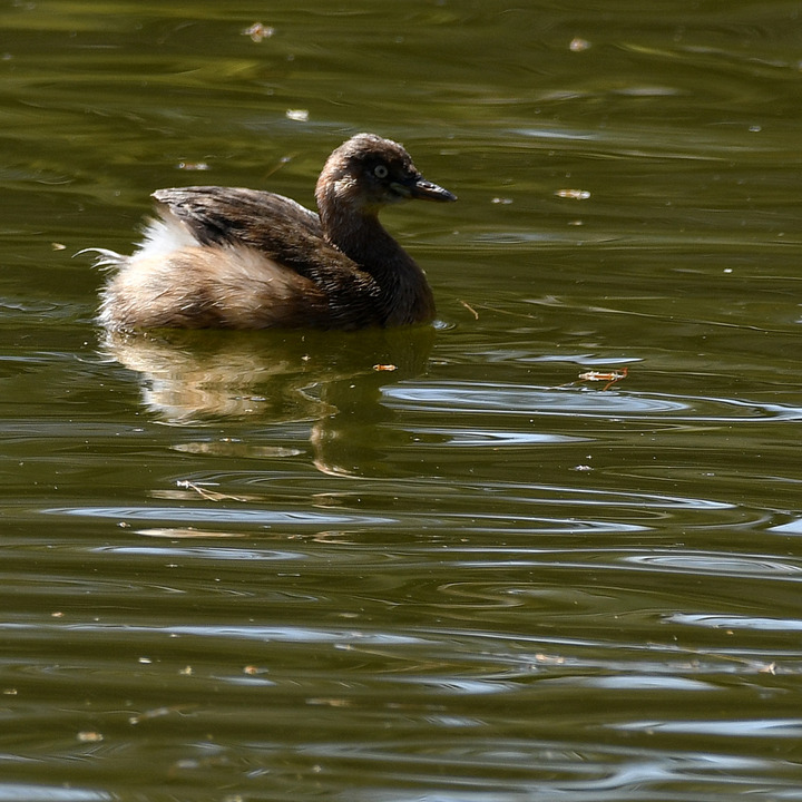 D5003_031501