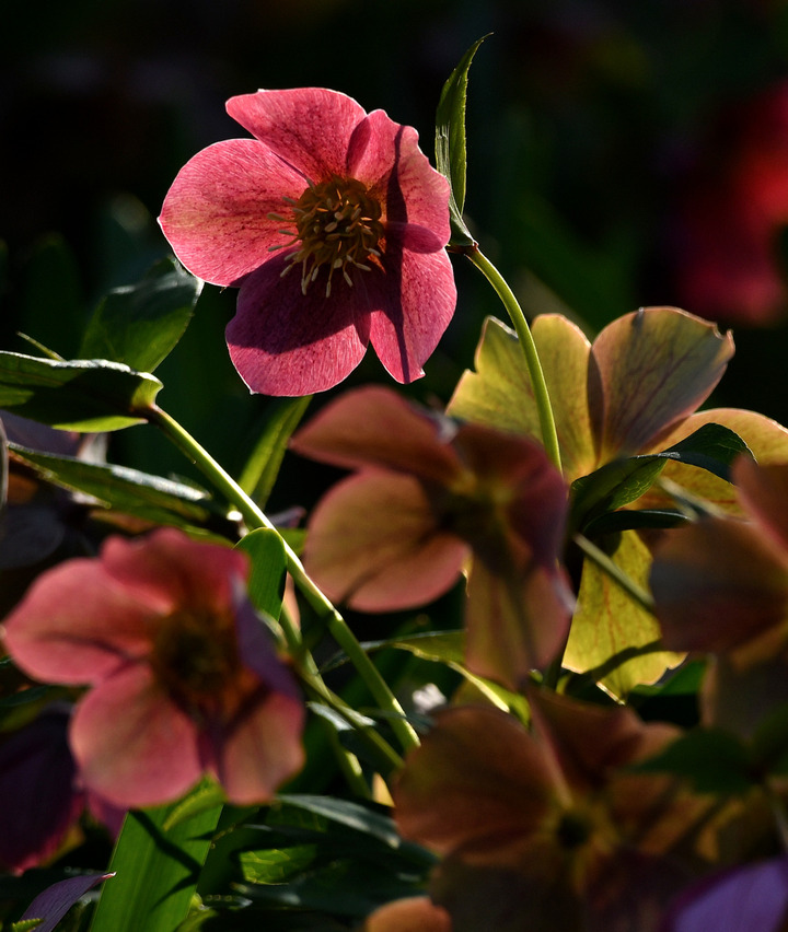 D5003_031661