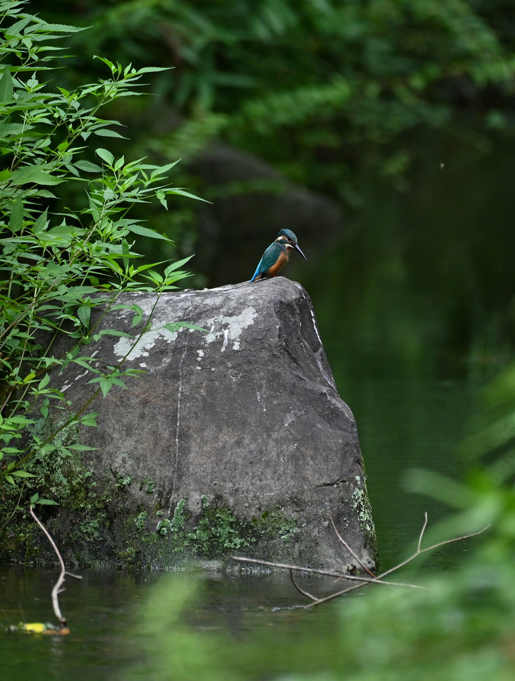 Z6ii1_099961