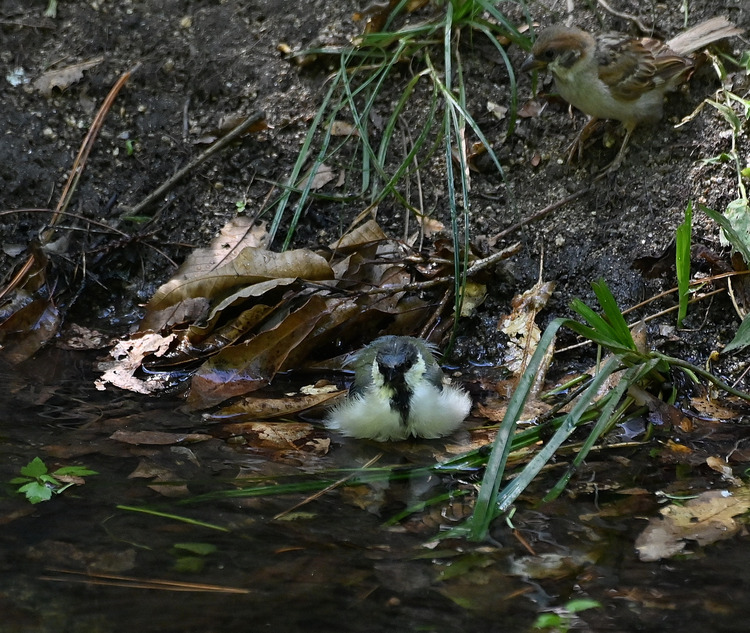 Z6ii1_101406