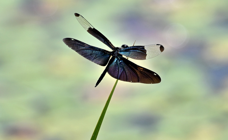 Z6ii1_100509