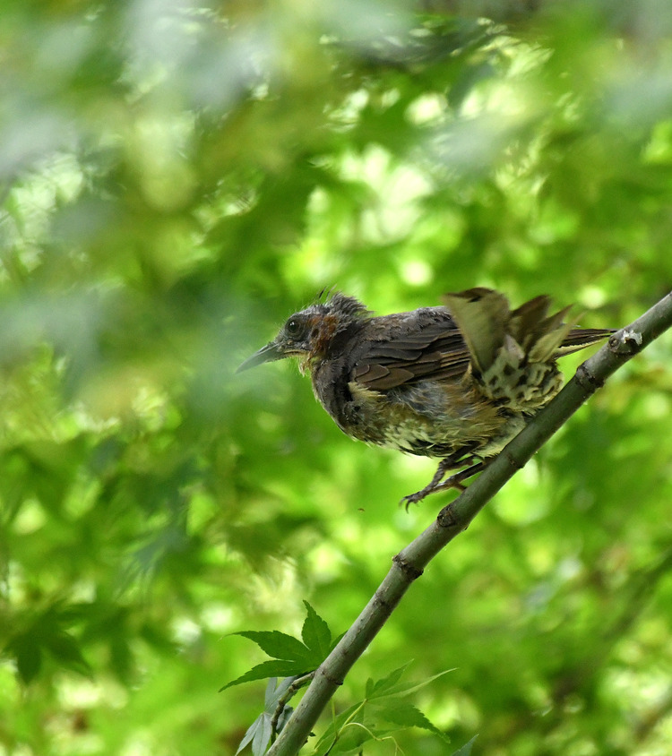 D5003_082977