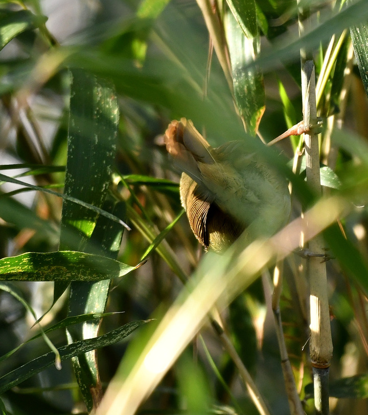 D5003_031598